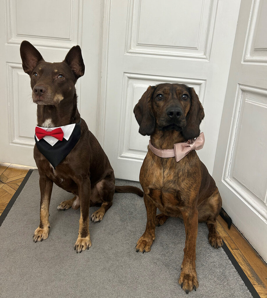 Bürohunde Leya und Brösel